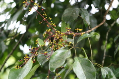 Schefflera venulosa